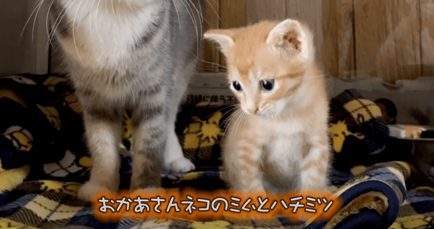 大津市　K様　ハチミツくん