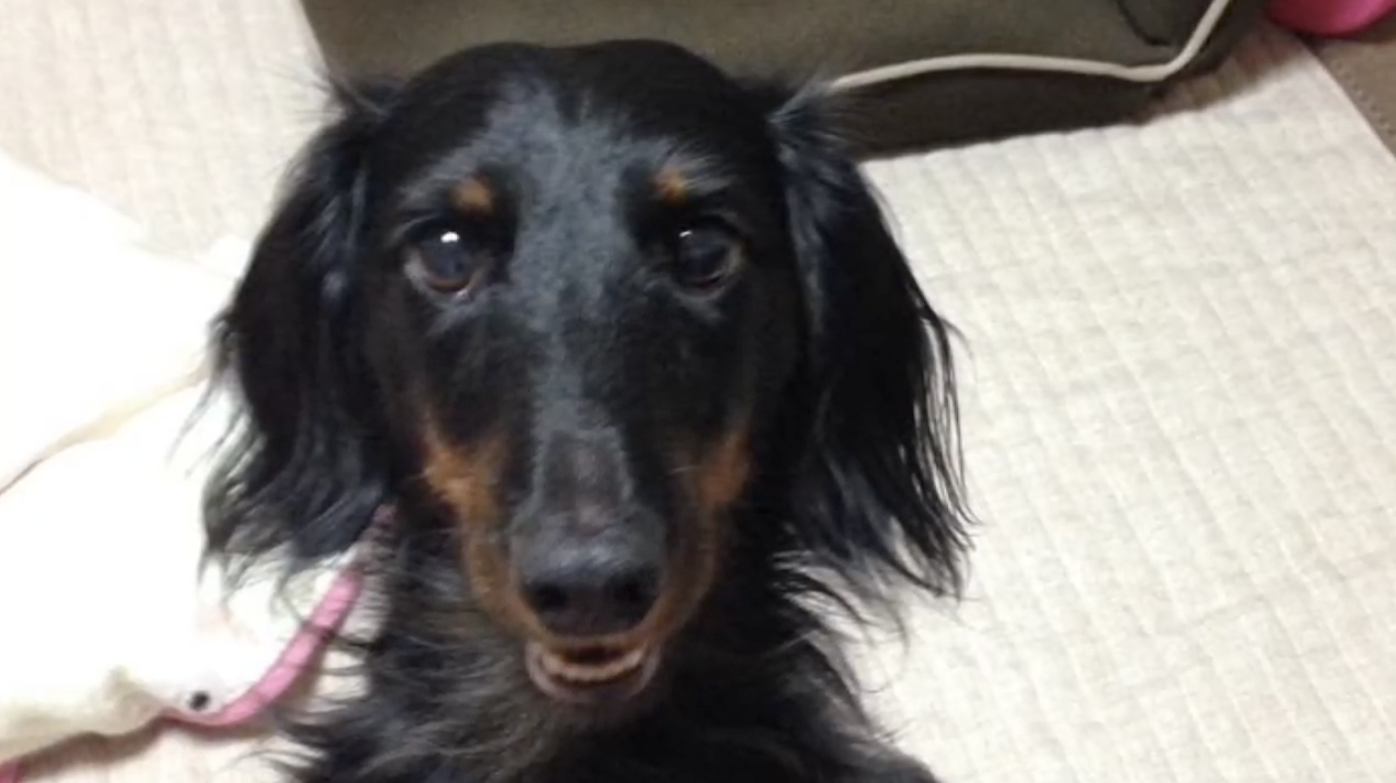 愛知県　X様　レオくん