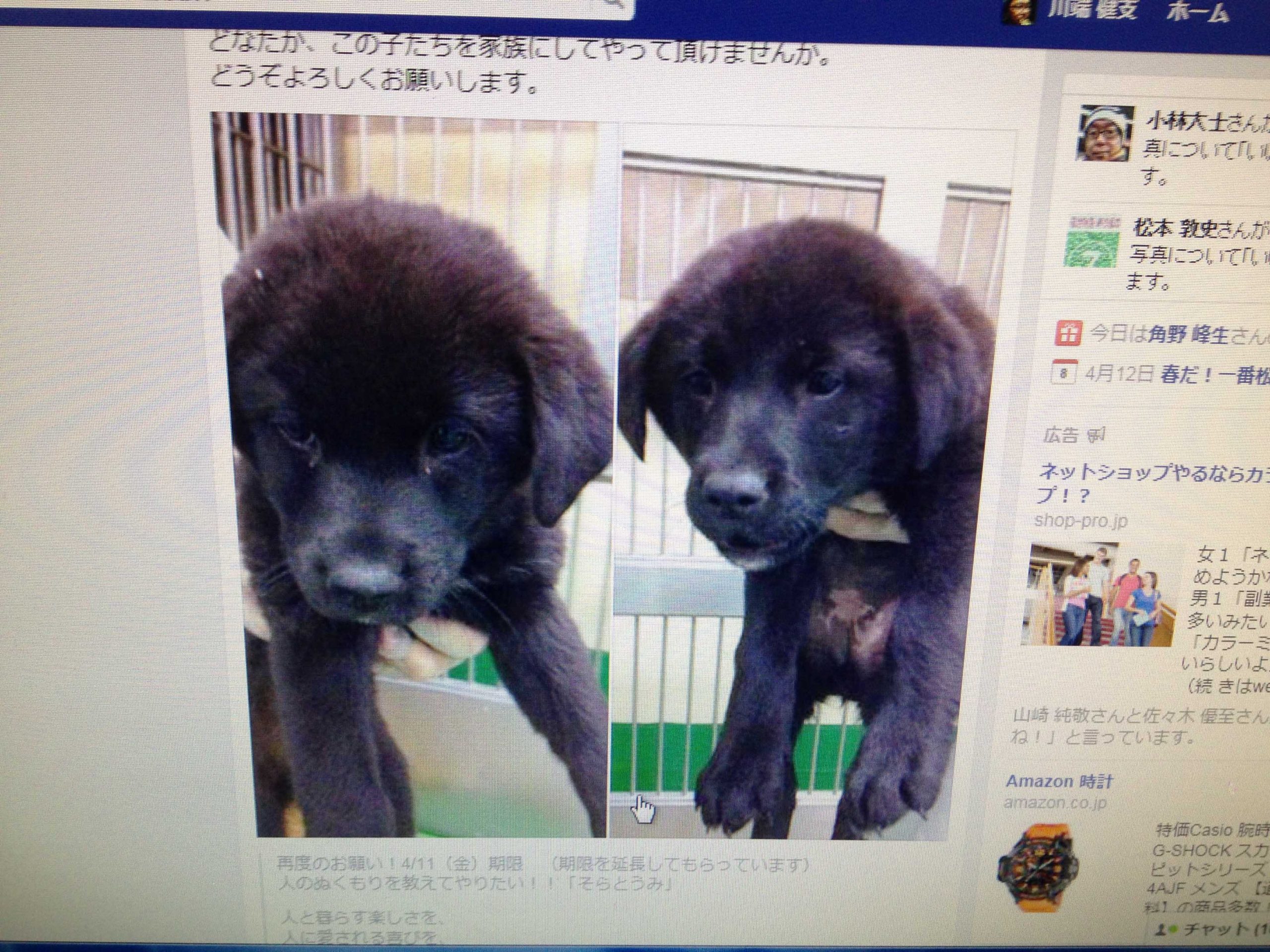 保護犬no1ブロガーさんとも K2ビデオファクトリーがペットの動画を作成したします 保護犬no1ブロガーさんとも K2ビデオファクトリーがペットの動画を作成したします